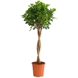 Dehner Lorbeer-Feige Ø Ficus microcarpa Moclame, Stämmchen, Grün