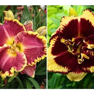 KEYZERS® Hemerocallis bienenfreundlich Neuheit 2 Sorten, 4 Pflanzen