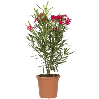 KENTIS - Nerium Oleander Rot Winterharte Pflanzen für Garten - Blühende Heckenpflanzen für Balkon und Terrasse - H 80/100 cm Topf Ø 24 cm