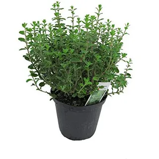 Italienischer Oregano im 15cm Topf - Origanum vulgare, frische Oregano Pflanze