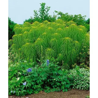 Pflanzen für Dich Staude Helianthus salicifolius