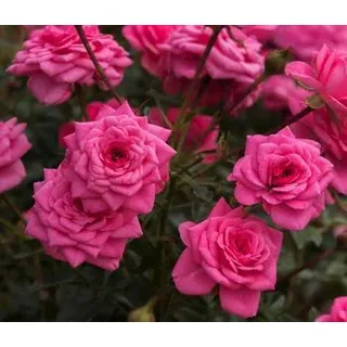 Zwergrose 'Sugar Baby®', Rosa