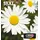 18XL CMYK EasyMail