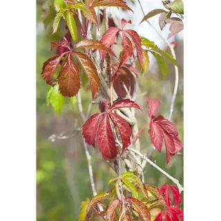 pflanzen-für-dich.de Parthenocissus Quinquefolia Engelmannii Wilder Wein 40–60 cm
