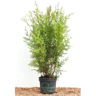 pflanzen-für-dich.de Thuja occidentalis 'Brabant' 60–100 cm