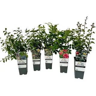 Tchibo - Bunte Blühhecke - weiß