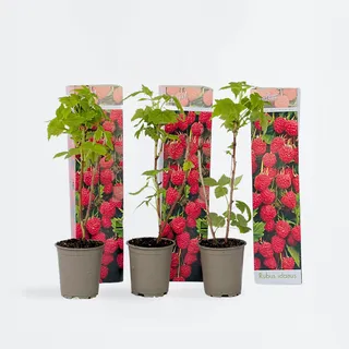 Plant in a Box - Himbeerpflanzen - 3 Stk - Rubus ideaus 'Autumn Bliss' - Höhe 25-40cm - Topf 9cm