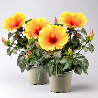 Hibiskus HibisQs® 'New Apollo' gelb-orange-rot, Topf-Ø 12 cm, 2 Pflanzen