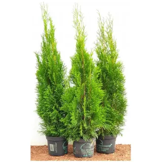 Lebensbaum Thuja occidentalis Smaragd 100-120 cm Heckenpflanze winterhart