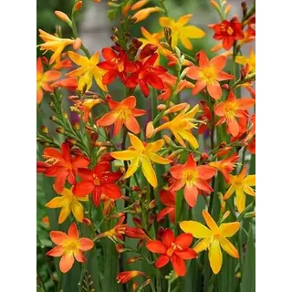 Crocosmia Blumenzwiebeln Winterhart, Mehrjährige Wurzelstöcke, Montbretien wachsen zu mehrjährigen Pflanzen für Garten, Balkon, Beete & Töpfe. Großblumige Mischung. (25, Crocosmia)