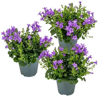 Bloomique - 3er-Set - Campanula Ambella Intense Purple - Glockenblume - Bodendecker - Gartenpflanzen - Winterhart - Tierfreundlich - 10-20 cm Hoch - Topf 10,5 cm