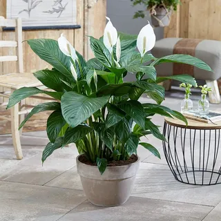 Spathiphyllum 'Friedenslilie' Zimmerpflanze - Leben Innenbereich Haus Topfbaum In 9cm