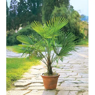 BALDUR-Garten 1x Winterharte Kübel-Palme, Pflanze im 13 cm-Topf, Chinesische Hanfpalme, Freilandpalme, Gartenpalme,Trachycarpus fortunei, frosthar...
