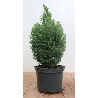 Pflanzen Für Dich Chamaecyparis,awsoniana Snow White' -R- 30-40 cm