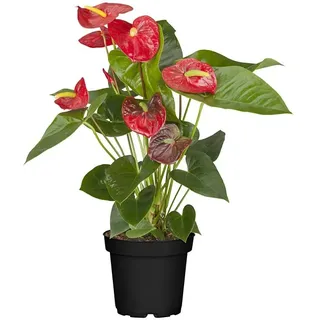 Piardino Flamingoblume  (Anthurium x andreanum, Topfgröße: 17 cm, Rot)