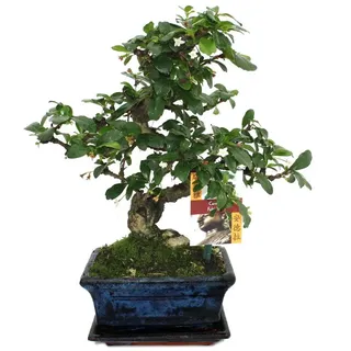 EXOTENHERZ Bonsai Fukientee Carmona microphylla ca. 6 Jahre