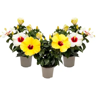 Hibiscusblüten - Hibiscus Longlife, Höhe 30-35 cm, Ø 13 cm Topf, 3er Set