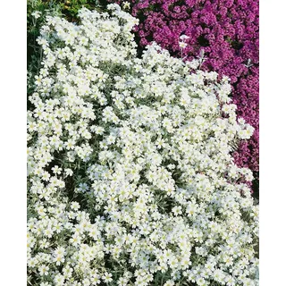 Pflanzen Für Dich Cerastium Tomentosum Silberteppich Hornkraut Silbrig Ca. 9x9 cm Topf