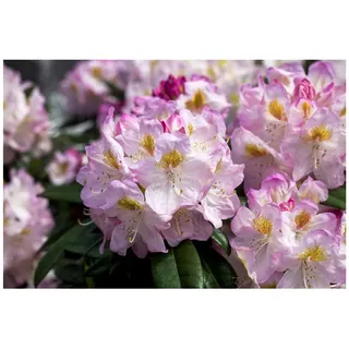 Pflanzen Für Dich Rhododendron Hybr. 'Brigitte', Rhododendron, rosa Blüten, 40–50 cm