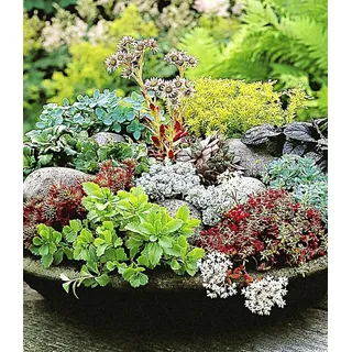 BALDUR Garten Bodendecker Winterharte Sedum-Mischung, 12 St., Steingartenpflanze, immergrün,winterhart, pflegeleicht bunt