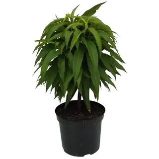 Zwergpfirsich Bonanza extrem winterharter Pfirsich kleinbleibend Zwergobst 60-80 cm St. Julien A