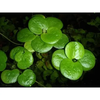 Limnobium laevigatum - Südamerikanischer Froschbiss - Schwimmpflanze für Aquarium und Teich