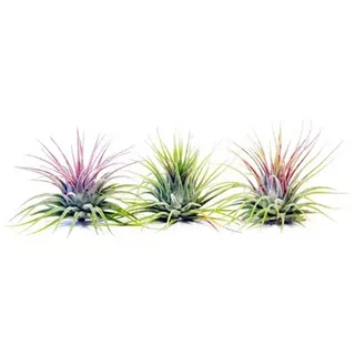 PFLANZENFREUND Tillandsia in Glasflaschen 3er-Set ca. 5-15cm
