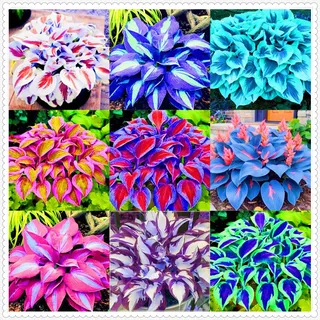 Winterharte mehrjährige Seltene Hosta Einfach zu Pflegen-4zwiebeln-b