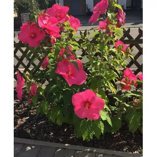 Hibiskus moscheutos Sumpfeibisch 5 Samen
