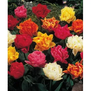 100 Gefüllte gemischte Tulpenzwiebeln Blumenzwiebeln Tulpen
