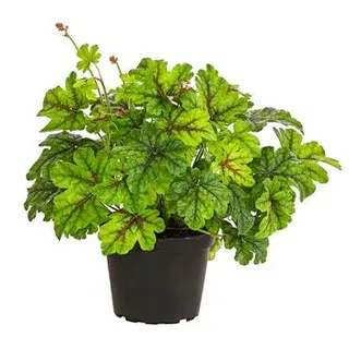 Purpurglöckchen 'Green Spice', Weiß, Hellgrün