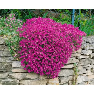 Pflanzen Für Dich Staude Aubrieta cult. Cascade Purple, 1 St., Blaukissen lila
