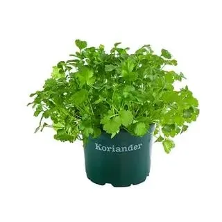 Bioland Koriander, Grün