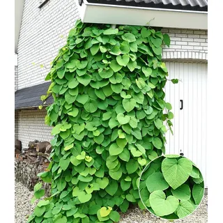 BALDUR Garten Zierstrauch Pfeifenwinde Pfeifenblume, 1 St., Gespensterpflanze, winterhart, mehrjährig, pflegeleicht braun