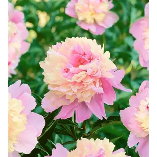 Pflanzen für Dich Staude Paeonia Sorbet