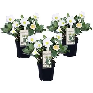 PFLANZENFREUND Helleborus Christrose ca. 20-30cm