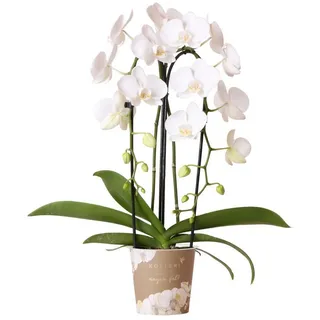 Kolibri Orchids | weiße Phalaenopsis-Orchidee - Niagara Fall Topfgröße Ø12cm | blühende Zimmerpflanze - frisch vom Züchter