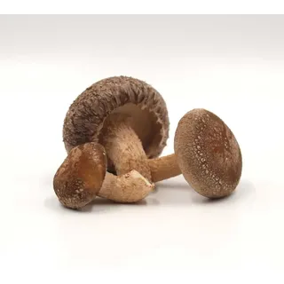 Bio-Shiitake DE-ÖKO-021