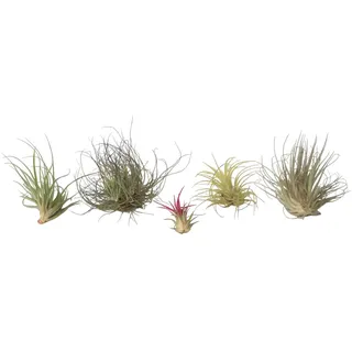 Plant in a Box - Tillandsien - 6 Stk - Tillandsia - Höhe 5-15cm