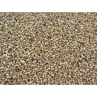 5kg Hanfsamen normal