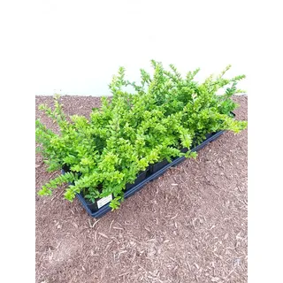 Pflanzen Für Dich Lonicera nitida 'Maigrün' ca. 9x9 cm Topf