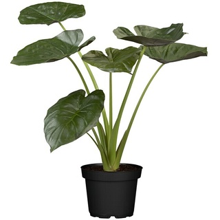 Piardino Elefantenohr Pfeilblatt  (Alocasia wentii, Topfgröße: 24 cm)