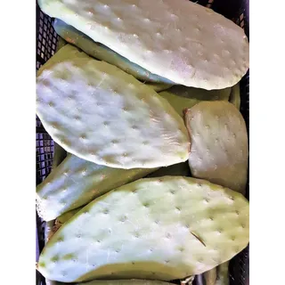 M&S Reptilien Terrarium Feigenkaktus/Opuntien, Opuntia ficus indica, Futterpflanze 100% organi