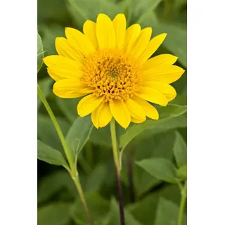 Pflanzen Für Dich Helianthus Decapetalus Capenoch Star Stauden Sonnenblume Ca. 11x11 cm Topf