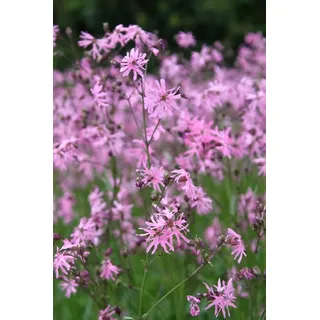 2er-Set - winterhart! - Lychnis flos-cuculi - Kuckuckslichtnelke - Kuckucksblume, rosa - Wasserpflanzen Wolff