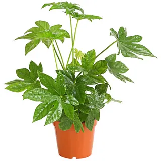 Dehner Zimmeraralie, Ø Fatsia japonica, Grün