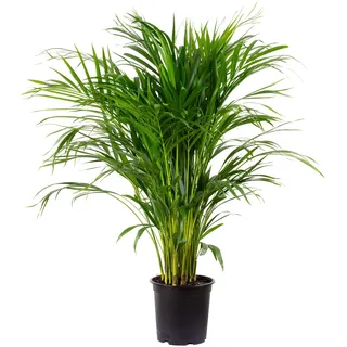 Goldfruchtpalme 130-150 cm Arecapalme Chrysalidocarpus lutescens/echte Pflanze