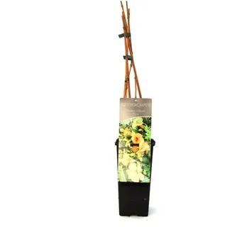 Trompetenblume Flava 2 L Eckcontainer