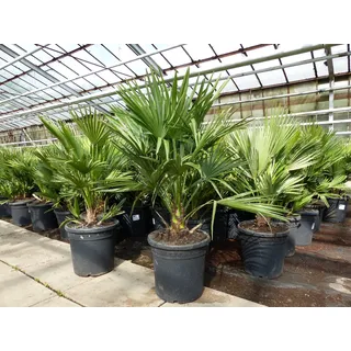 grünwaren Palme 'Vulcano' 70 cm Zwergpalme Chamaerops Humilis, winterhart bis -12°C