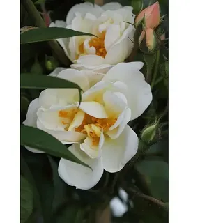Kletterrose  (Rosa 'Lykkefund', Rahmgelb)